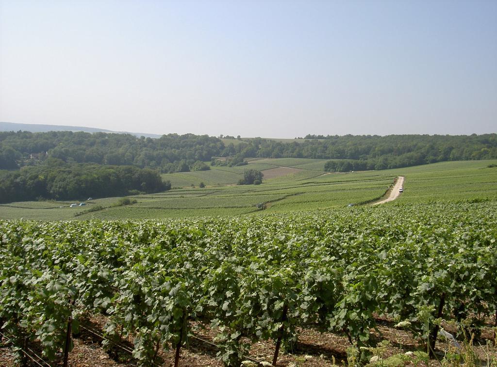 Le Clos Des Terres Soudees - Les Collectionneurs Vrigny  Exterior photo